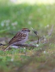 Chipping Sparrow perched