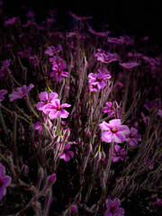 A close up on purple flower called Giant herb-robert