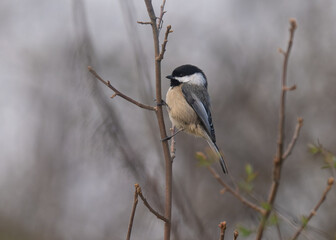 Black-capped Chickadee perched