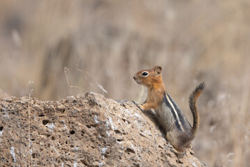 Chipmunk