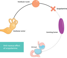 Scopolamine mechanism of action. Schematic illustration of scopolamine action
