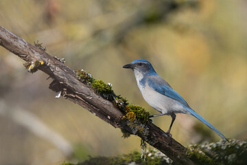 Obraz premium California Scrub Jay portrait