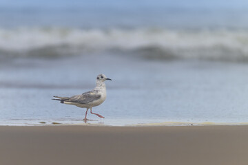 Bonaparte's Gull walking in surf