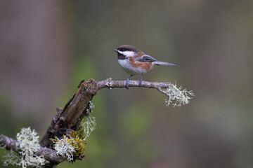 Chestnut-backed Chickadee