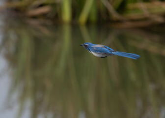 California Scrub Jay in flight