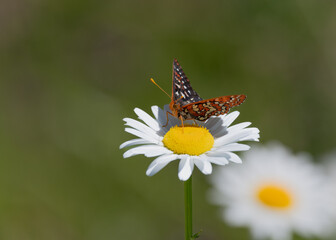 Butterfly on flower