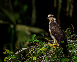 Panama Canal Wildlife