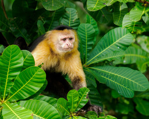 Fototapeta premium Panama Canal Wildlife