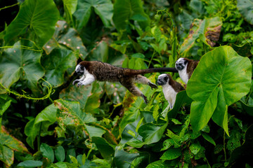 Panama Canal Wildlife