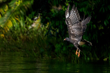 Fototapeta premium Panama Canal Wildlife