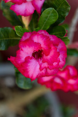 fleurs en gros plan  © nada12