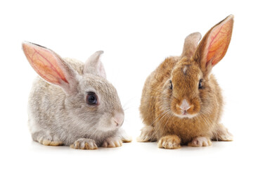 Obraz premium Two beautiful rabbits.