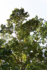 les plantes vertes au jardin en printemps 