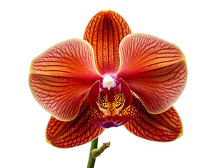 Rich Brown Orchid Flower with Velvety Petals and Intricate Patterns, Isolated on White Background, Showcasing Exotic Elegance and Natural Sophistication for Botanical Displays.
