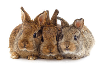 Three little rabbits.