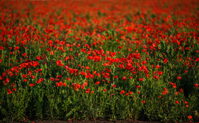 Endless poppy field at sunset on a warm summer day
