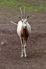 正面に立つシロオリックス