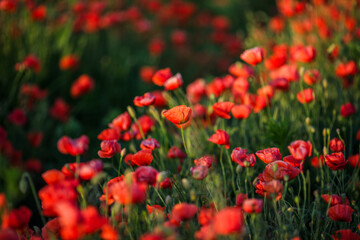 Rows of bright red summer poppies in a field
