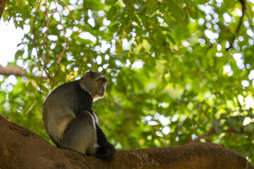 Bluke Monkey in Lake Manyara NP