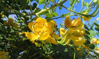 Senna corymbosa flowers on the bush in Florida nature, closeup