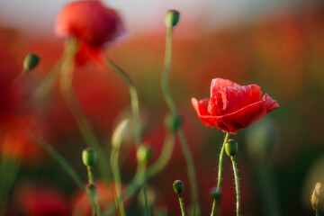 Close-up of a red poppy against green background in an open field