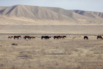 A herd of wild horses, including foals, graze and walk across the arid landscape of the Great Basin...