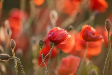 Close-up of a poppy in sunset contour light