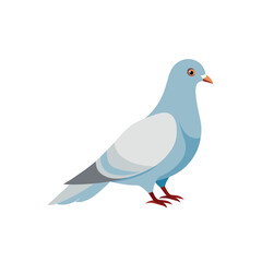  pigeon on white background