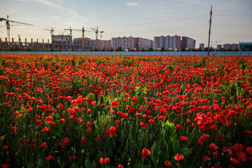 Bright red poppy field in front of a large stadium under construction in Krasnodar