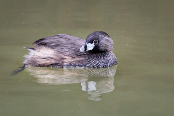 Pied-billed Grebe in a lake