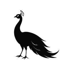 Fototapeta premium peacock silhouette on white background