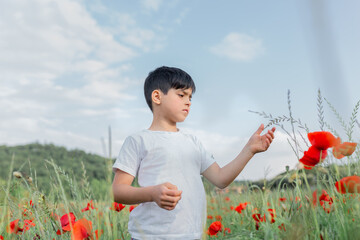 one child standing in a big poppy field watching flowers