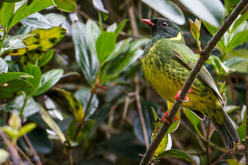 Green-and-black Fruiteater