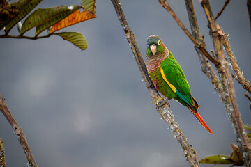 Brown-breasted Parakeet on a branch