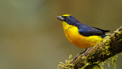Thick-billed Euphonia on a branch