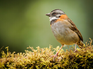Rufous-collared Sparrow on a branch