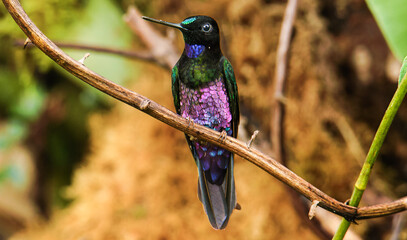 green and pink hummingbird on a branch