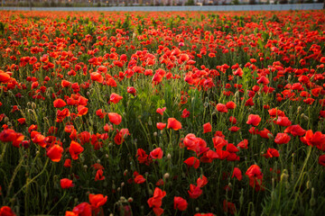 Vast poppy meadow glowing at sunset on a warm summer evening