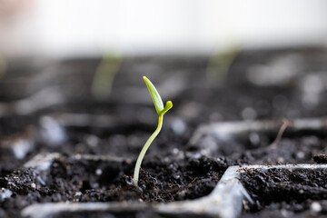 Small plant growing in fertile soil in seeding tray