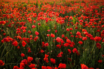 Sunlit poppy field stretching to the horizon in summer