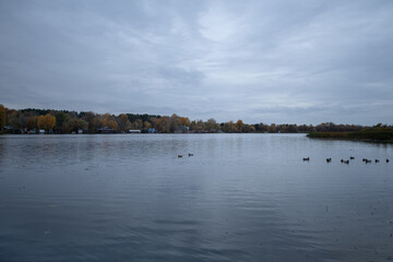 A tranquil lake surrounded by trees displaying autumn foliage under a cloudy sky. Ducks swim gracefully on the water, creating ripples in the serene environment