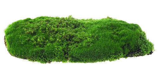 Wet green moss isolated on a white background. Fresh forest moss.