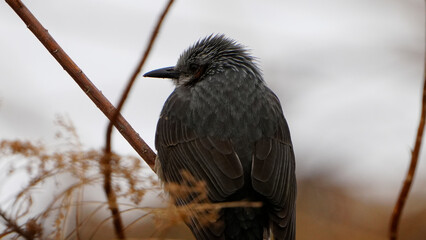 1. ヒヨドリの基本情報

ヒヨドリは、スズメ目ヒヨドリ科に分類される鳥で、体長約15センチメートル程度の小型の鳥です。その特徴的な緑色の羽と白い腹部、そして短い尾が特徴的です。

    学名: Zosterops japonicus
    体長: 約14～16センチメートル
    体重: 約10～15グラム