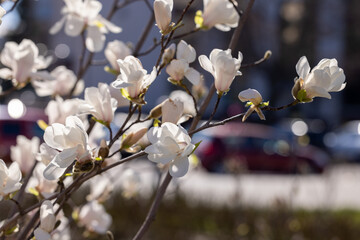 White magnolia flowers blooming on tree branch in spring