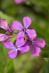 Obraz premium Purple phlox flowers blooming in spring garden