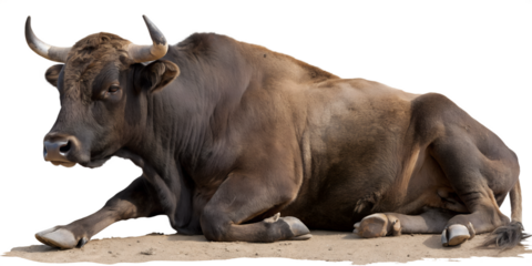Gray Bull Sitting on Transparent Background
