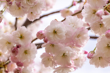 Delicate pink and white cherry blossoms blooming on branch