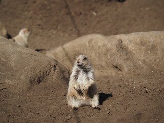 プレリードック