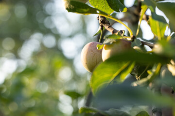 Mirabelle plums ripening on tree branch in sunlight