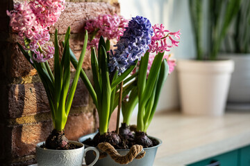 Easter spring home decor composition. Basket with blooming beautiful springtime bulbous pink and purple hyacinth flowers. Cozy countryside kitchen interior with brick wall, morning light